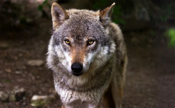 Účet za škody způsobené vlky loni přesáhl 2,2 milionu korun
