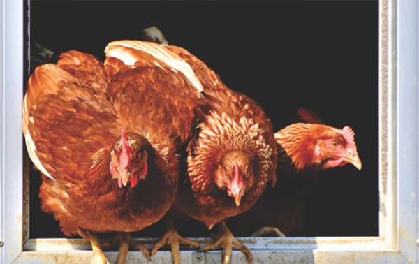 Hejtman Štěpán vyzývá chovatele ke zvýšené pozornosti kvůli výskytu ptačí chřipky na Pardubicku