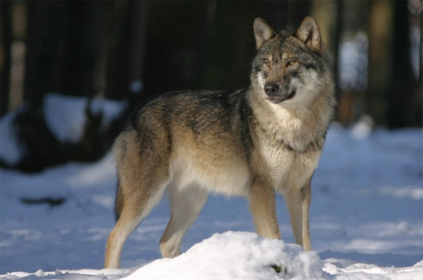 Královéhradecký kraj hledá způsob, jak pomoci předcházet škodám způsobených vlkem