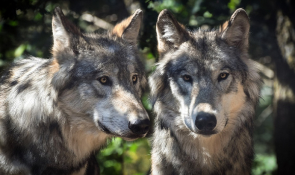 V dubnu zasedne krajská komise, aby hledala způsob, jak předcházet škodám způsobených vlky