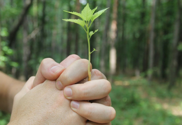 Semenářský závod má zásadní význam pro obnovu lesů po kalamitě