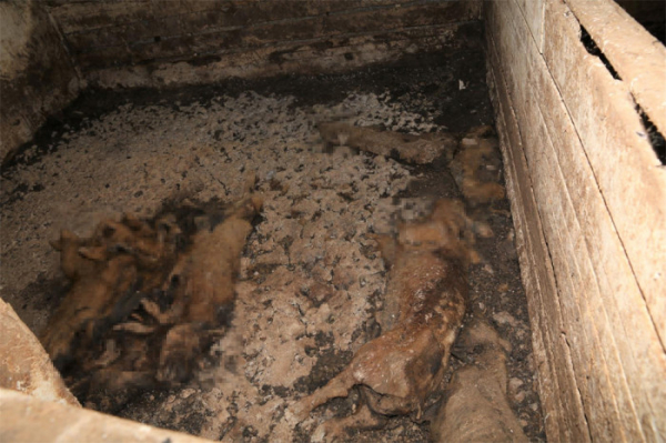 Za týrání zvířat s následným uhynutím hrozí dvojici z Náchodska až šest let vězení