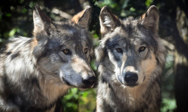 Na Broumovsku proběhla praktická ukázka, jak zabezpečovat hospodářská zvířata proti vlkům