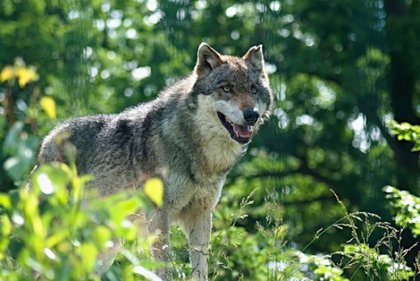 Kraj vyplácí náhrady za škody způsobené vlkem a vydrou